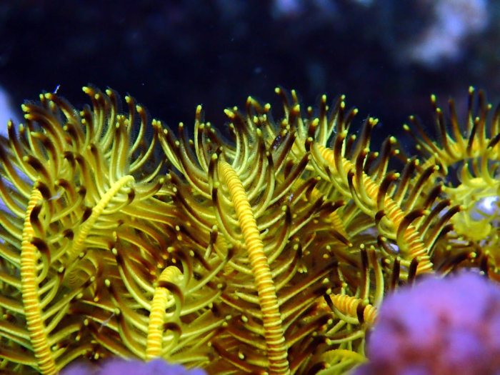 Anneissia (Oxycomanthus) bennetti