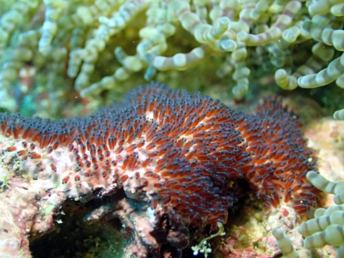 Amphiprion melanopus