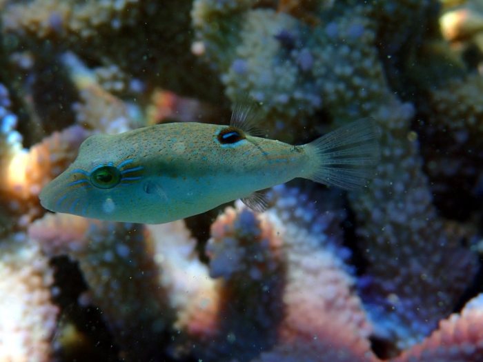 Canthigaster benneti