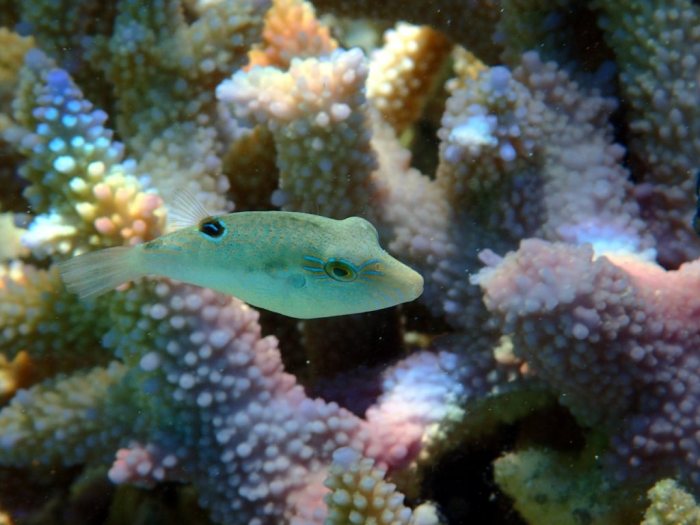 Canthigaster benneti