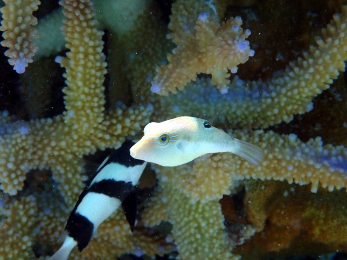 Canthigaster benneti