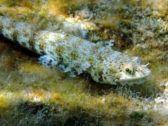 Synodus variegatus