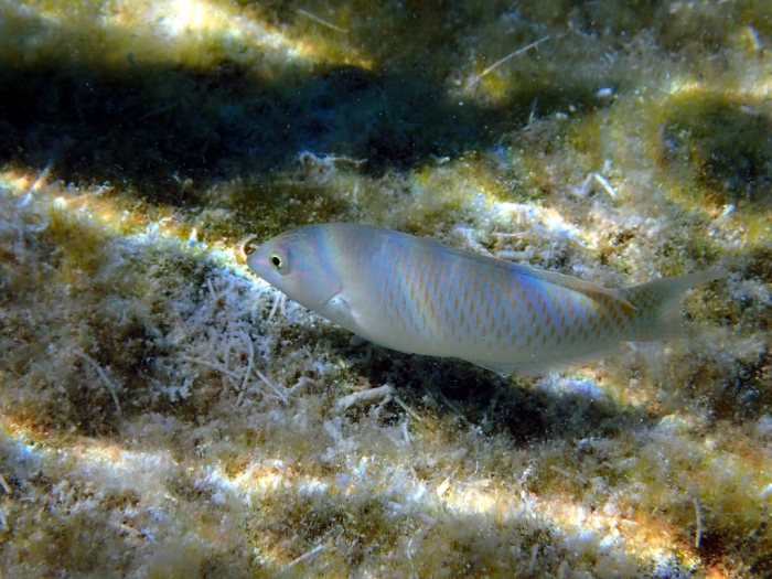 Halichoeres trimaculatus