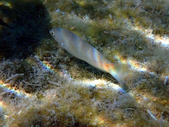 Halichoeres trimaculatus