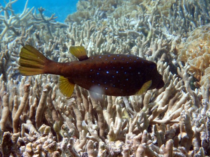 Ostracion cubicus