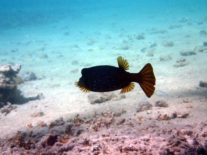 Ostracion cubicus
