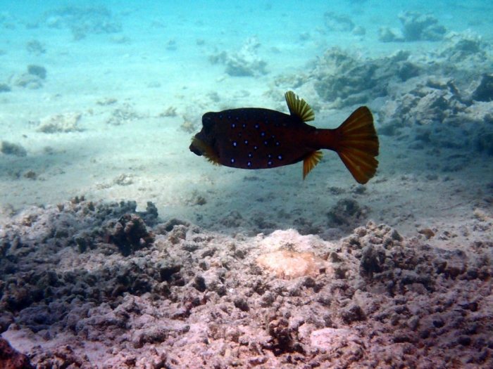 Ostracion cubicus