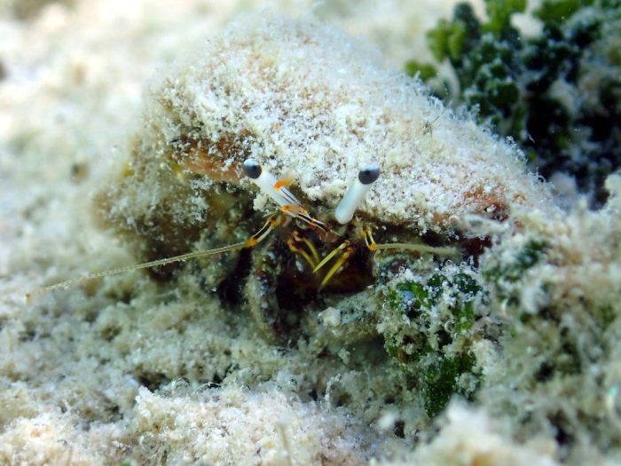 Dardanus lagopodes