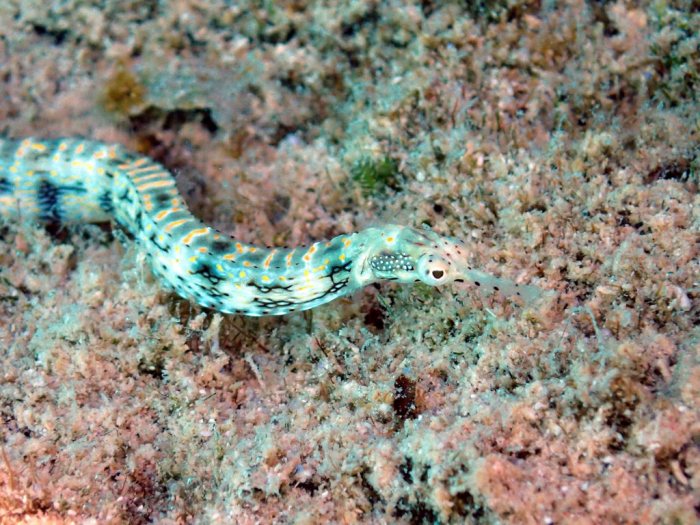Corythoichthys sp. 1
