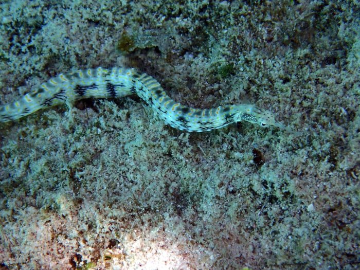 Corythoichthys sp. 1