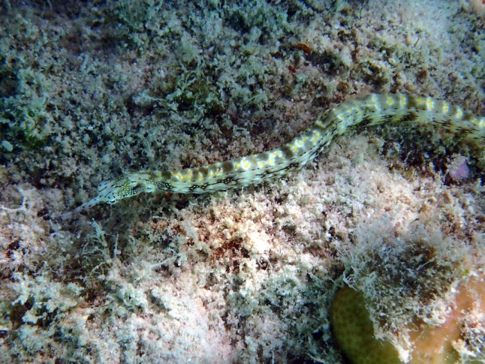 Corythoichthys sp. 1
