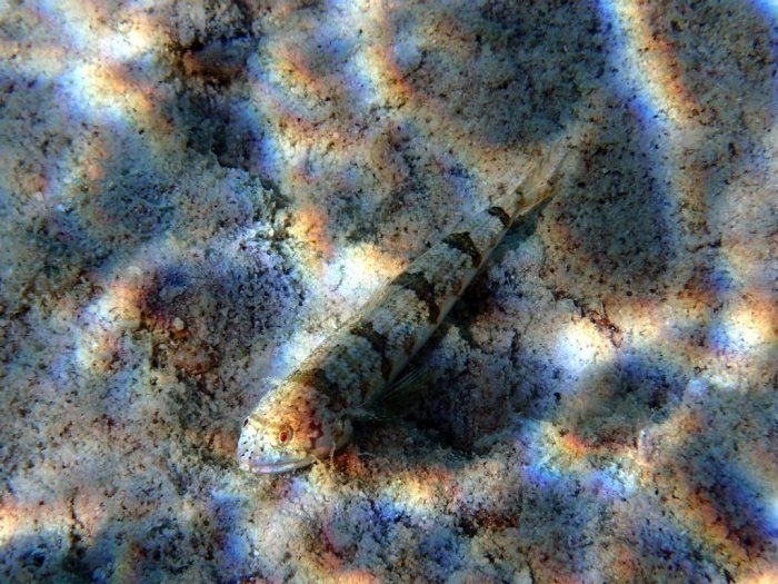 Saurida gracilis