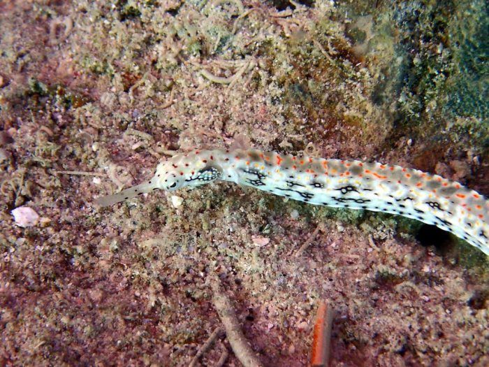 Corythoichthys sp. 1