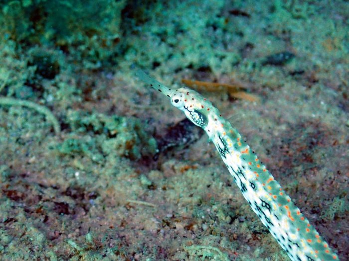 Corythoichthys sp. 1