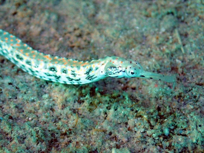 Corythoichthys sp. 1