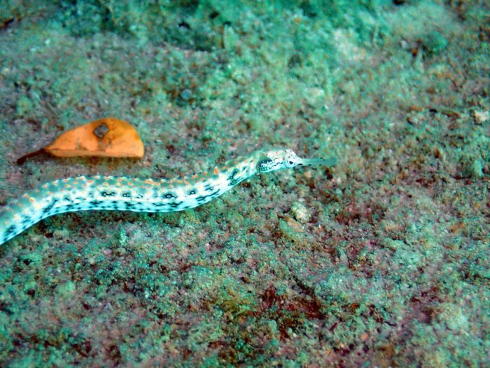 Corythoichthys sp. 1