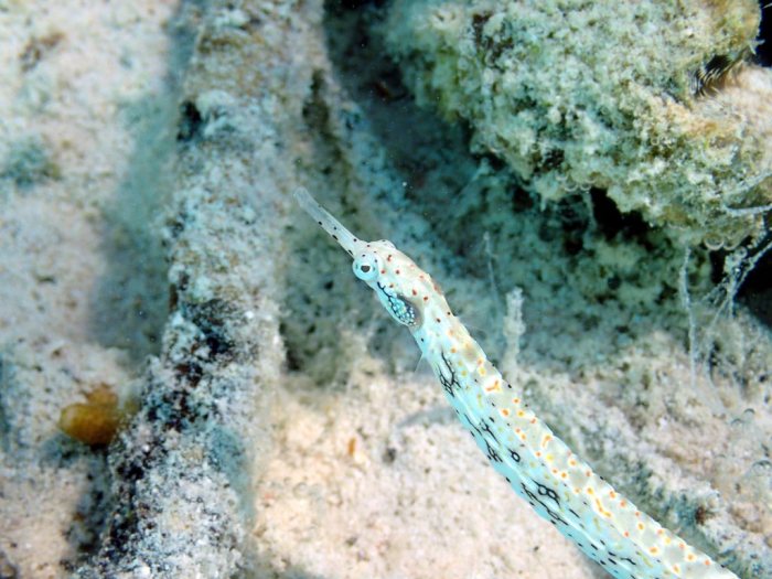 Corythoichthys sp. 1
