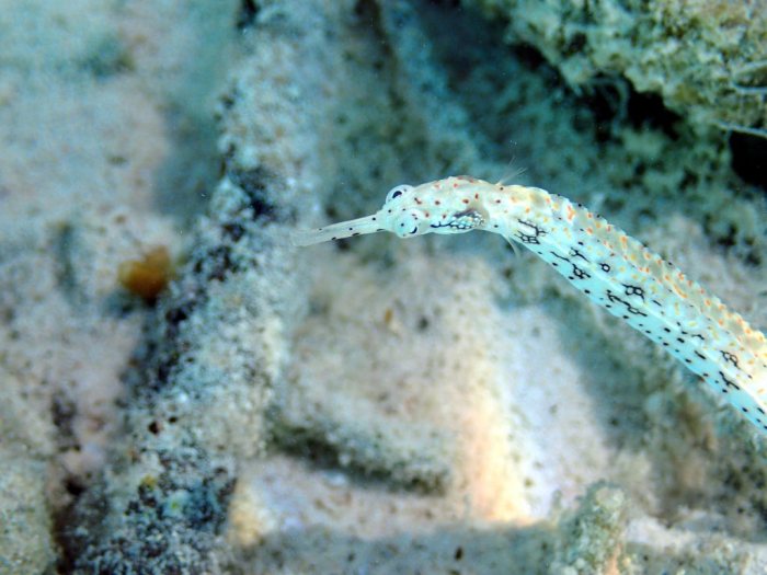 Corythoichthys sp. 1
