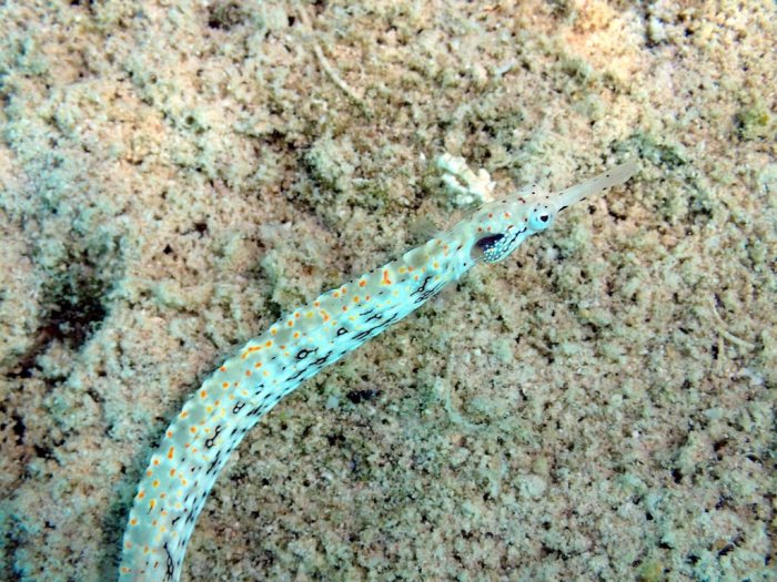 Corythoichthys sp. 1