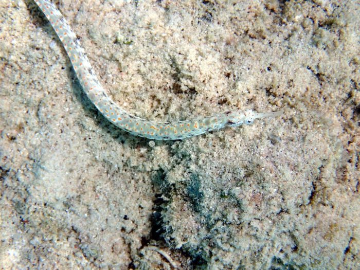 Corythoichthys sp. 1