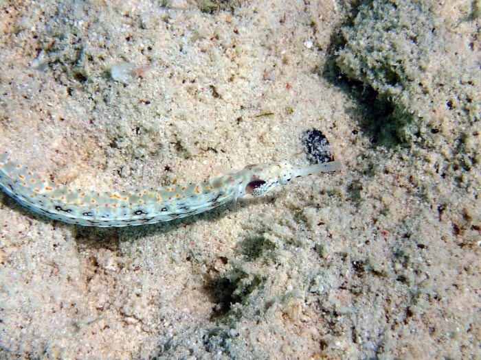 Corythoichthys sp. 1