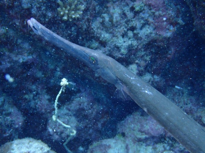 Aulostomus chinensis