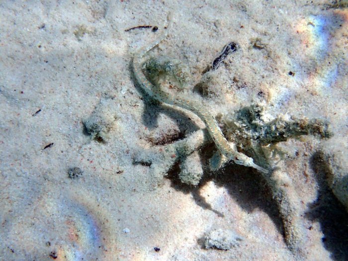 Corythoichthys sp. 1