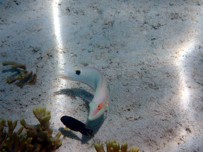Halichoeres trimaculatus