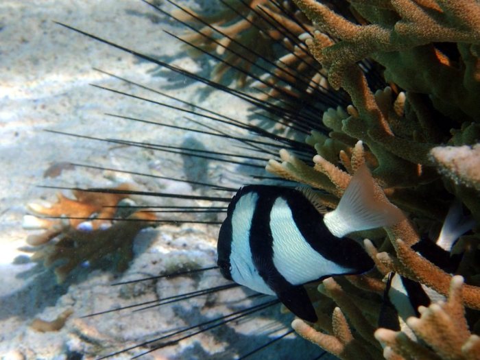 Dascyllus aruanus