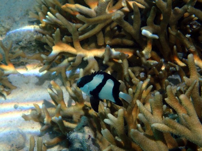Dascyllus aruanus
