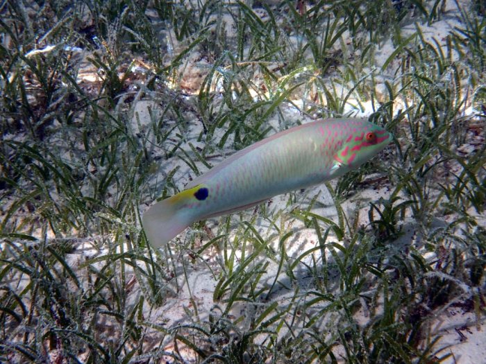 Halichoeres trimaculatus