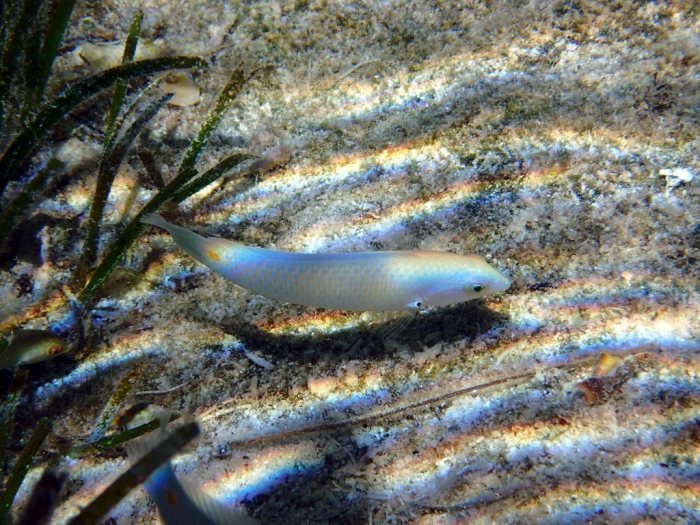 Halichoeres trimaculatus