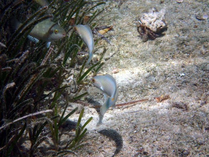Halichoeres trimaculatus