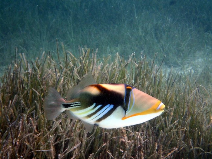 Rhinecanthus aculeatus