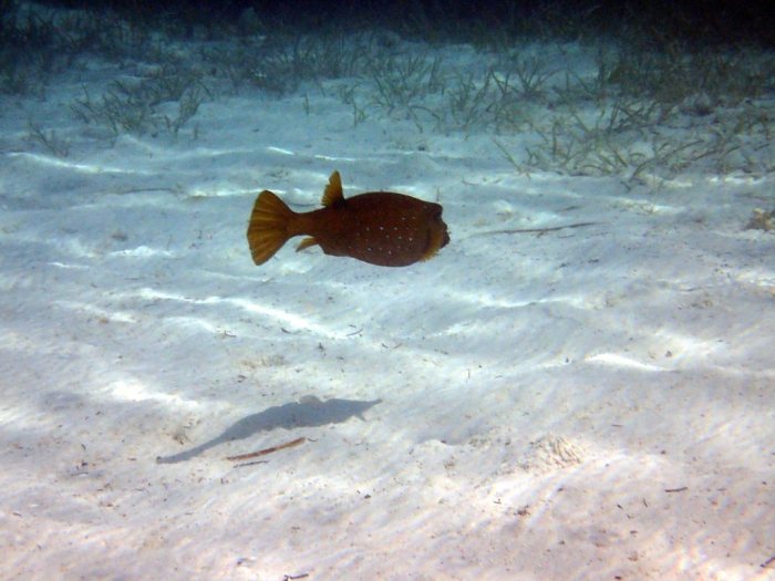 Ostracion cubicus