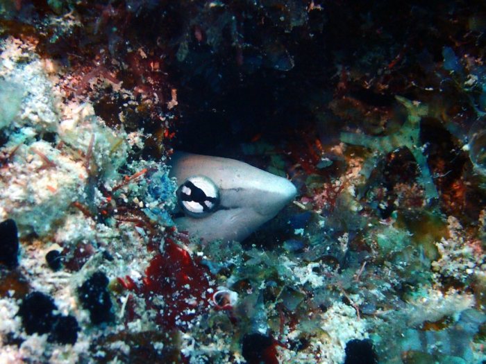 Aspidontus dussumieri