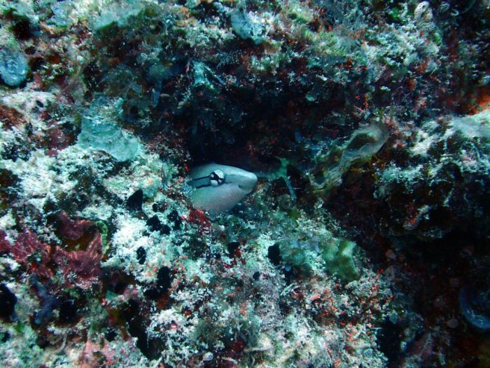 Aspidontus dussumieri