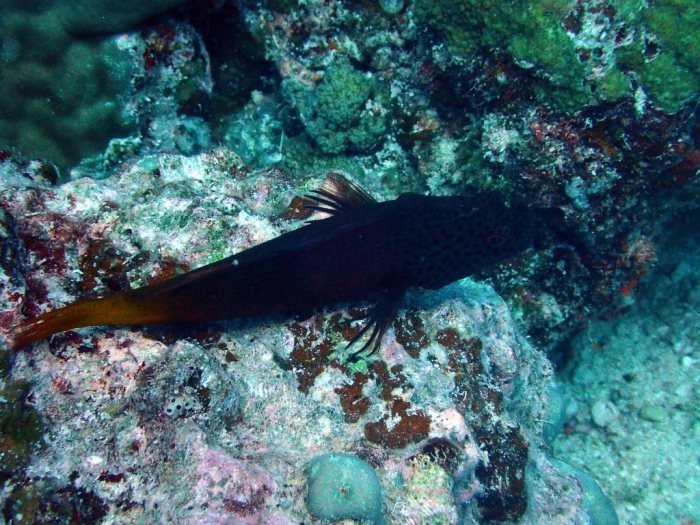 Paracirrhites forsteri
