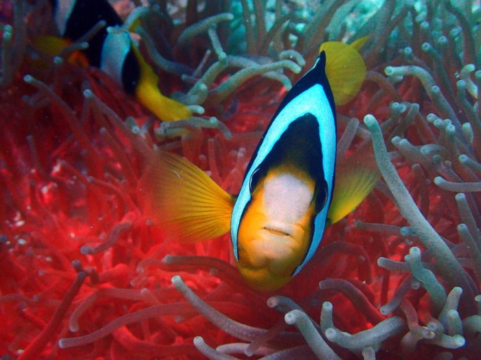 Amphiprion clarkii