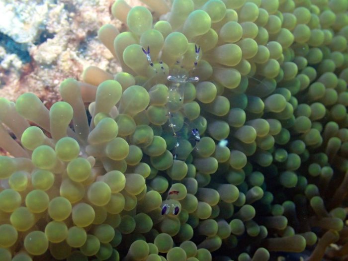 Periclimenes sp.