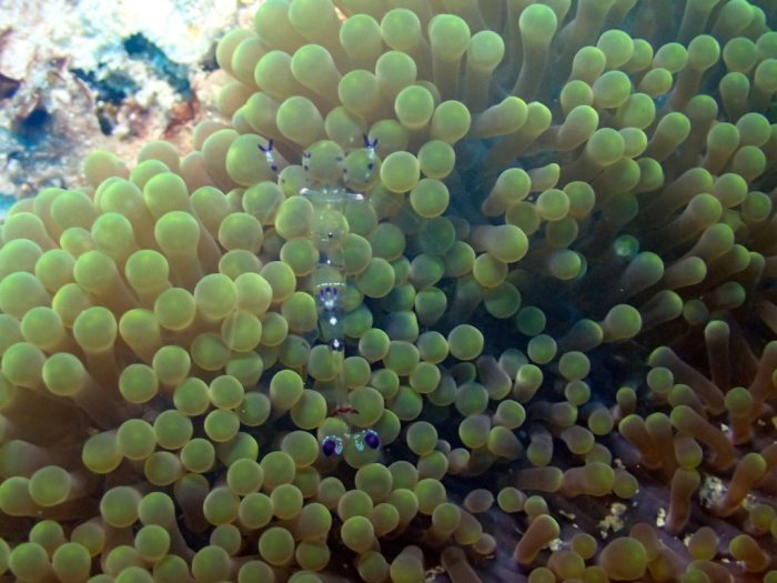 Periclimenes sp.