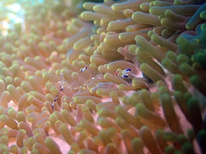 Periclimenes sp.