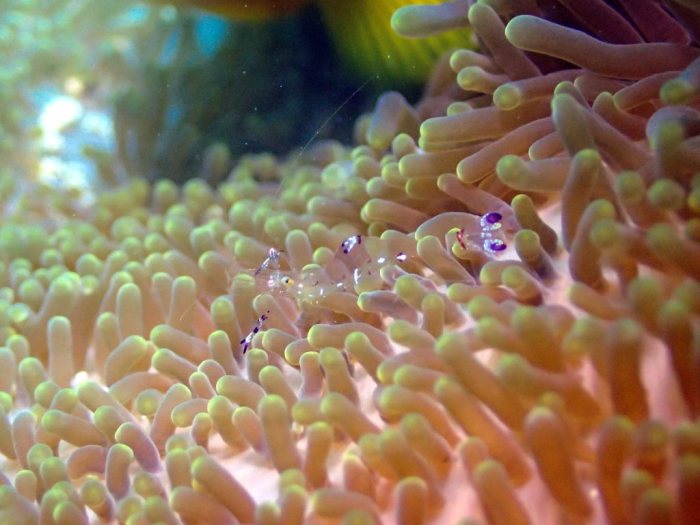 Periclimenes sp.