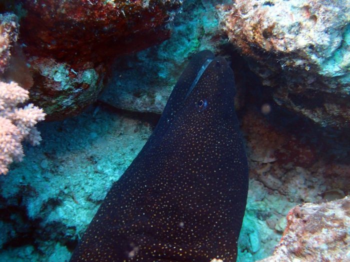 Gymnothorax meleagris