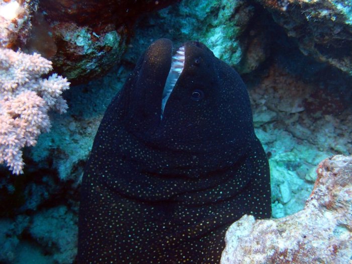 Gymnothorax meleagris