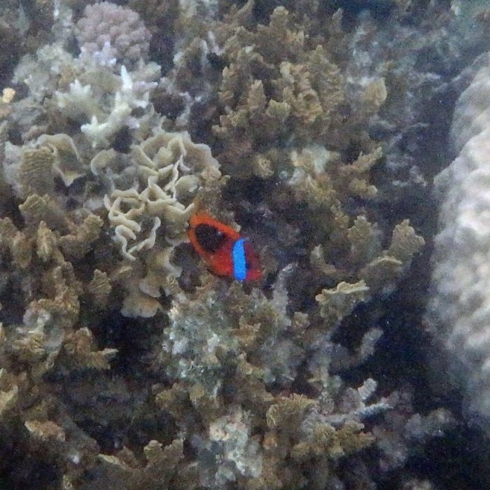 Amphiprion melanopus