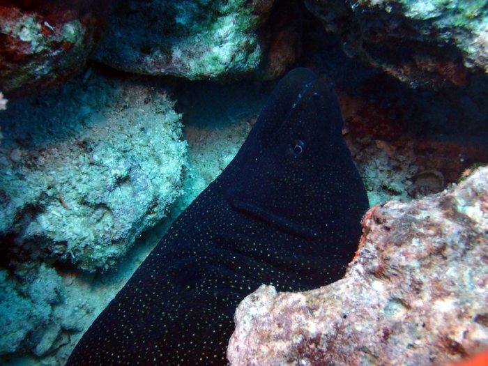 Gymnothorax meleagris