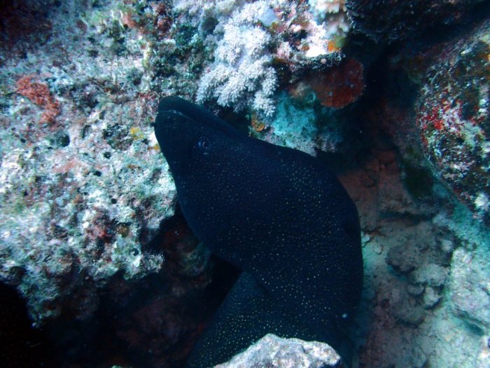 Gymnothorax meleagris