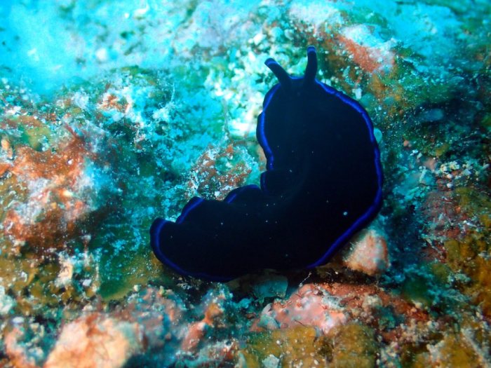 Pseudoceros sapphirinus