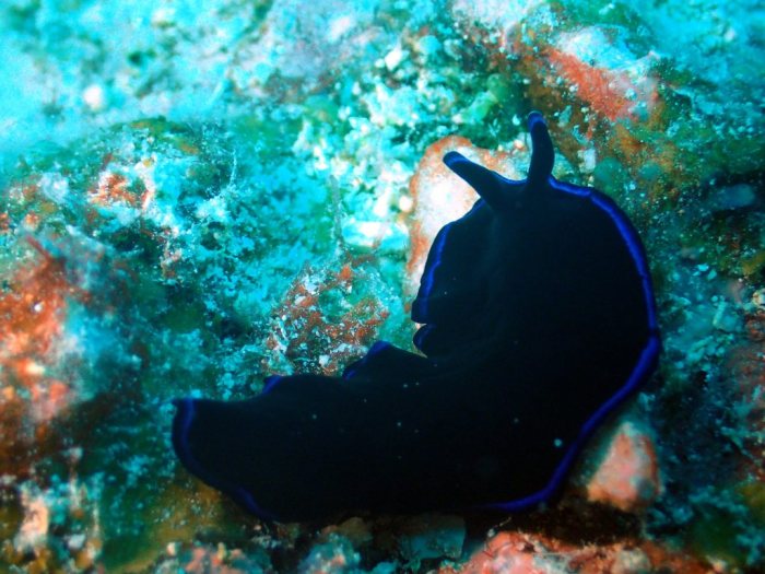 Pseudoceros sapphirinus